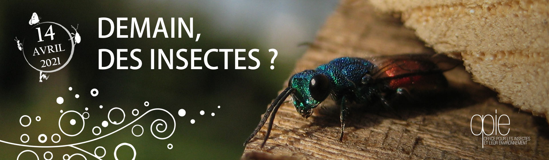 évènement de l'Opie - demain des insectes